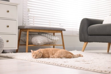 Cute ginger cat lying on floor at home