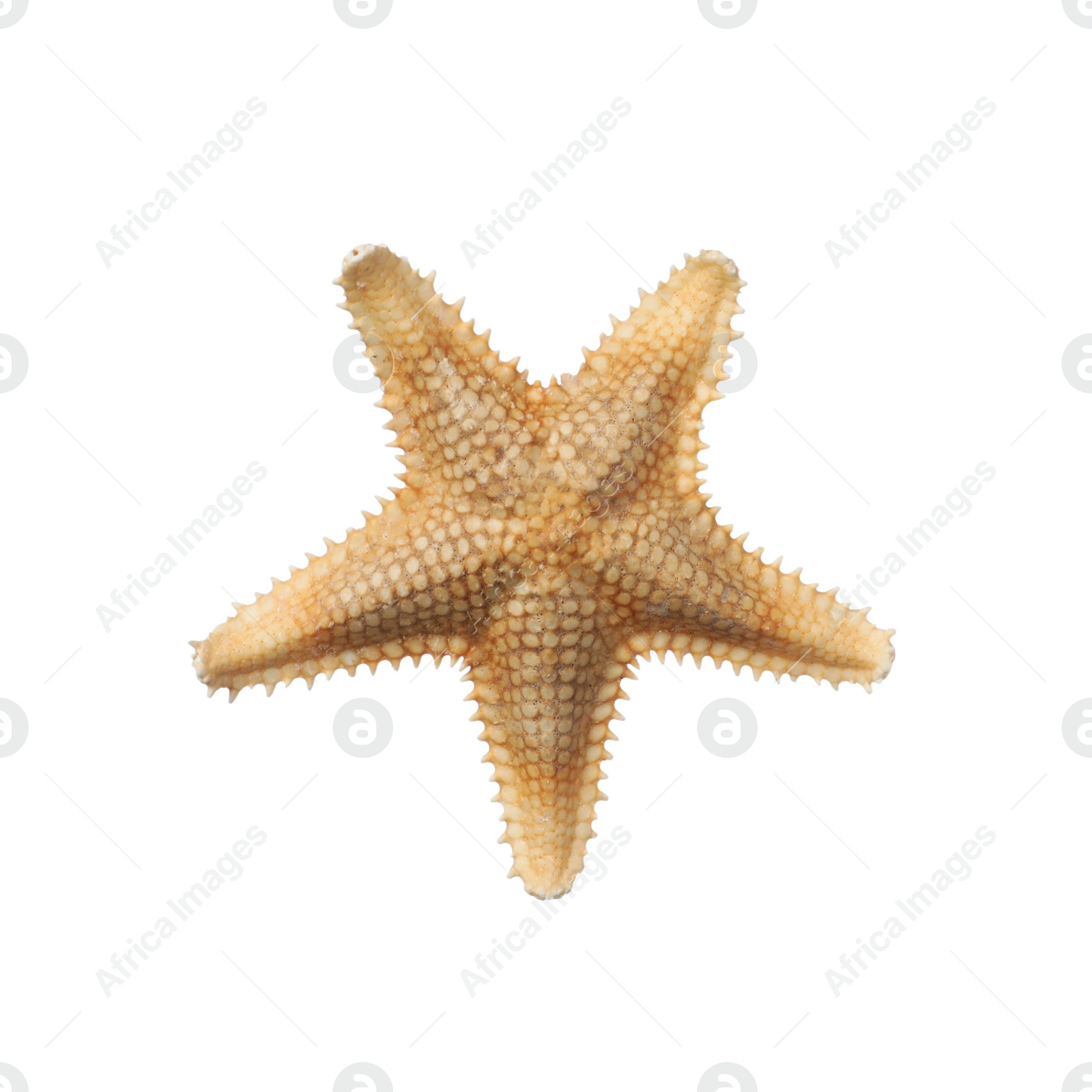 Photo of Beautiful sea star isolated on white. Beach object