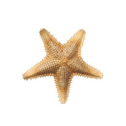 Photo of Beautiful sea star isolated on white. Beach object