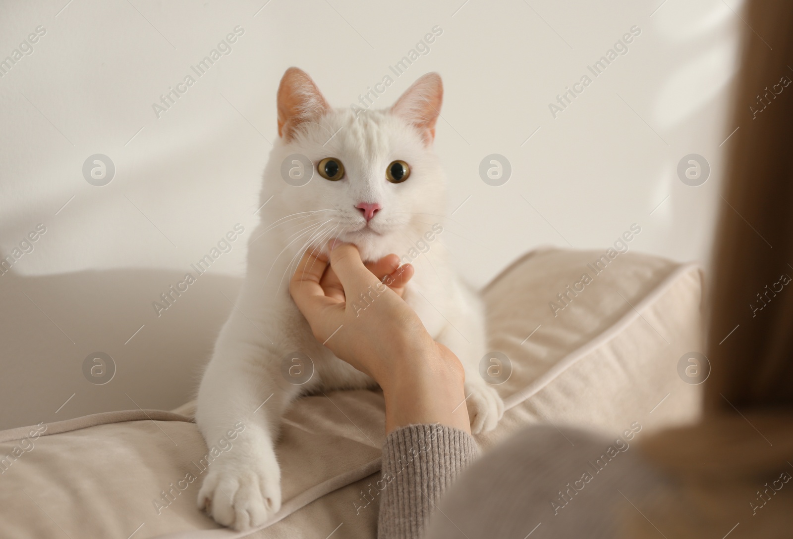 Photo of Young woman petting her beautiful white cat at home, closeup. Fluffy pet