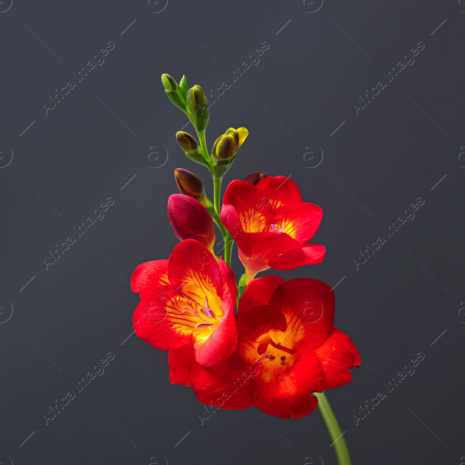 Photo of Beautiful freesia flower on dark background