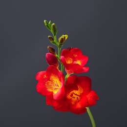 Beautiful freesia flower on dark background