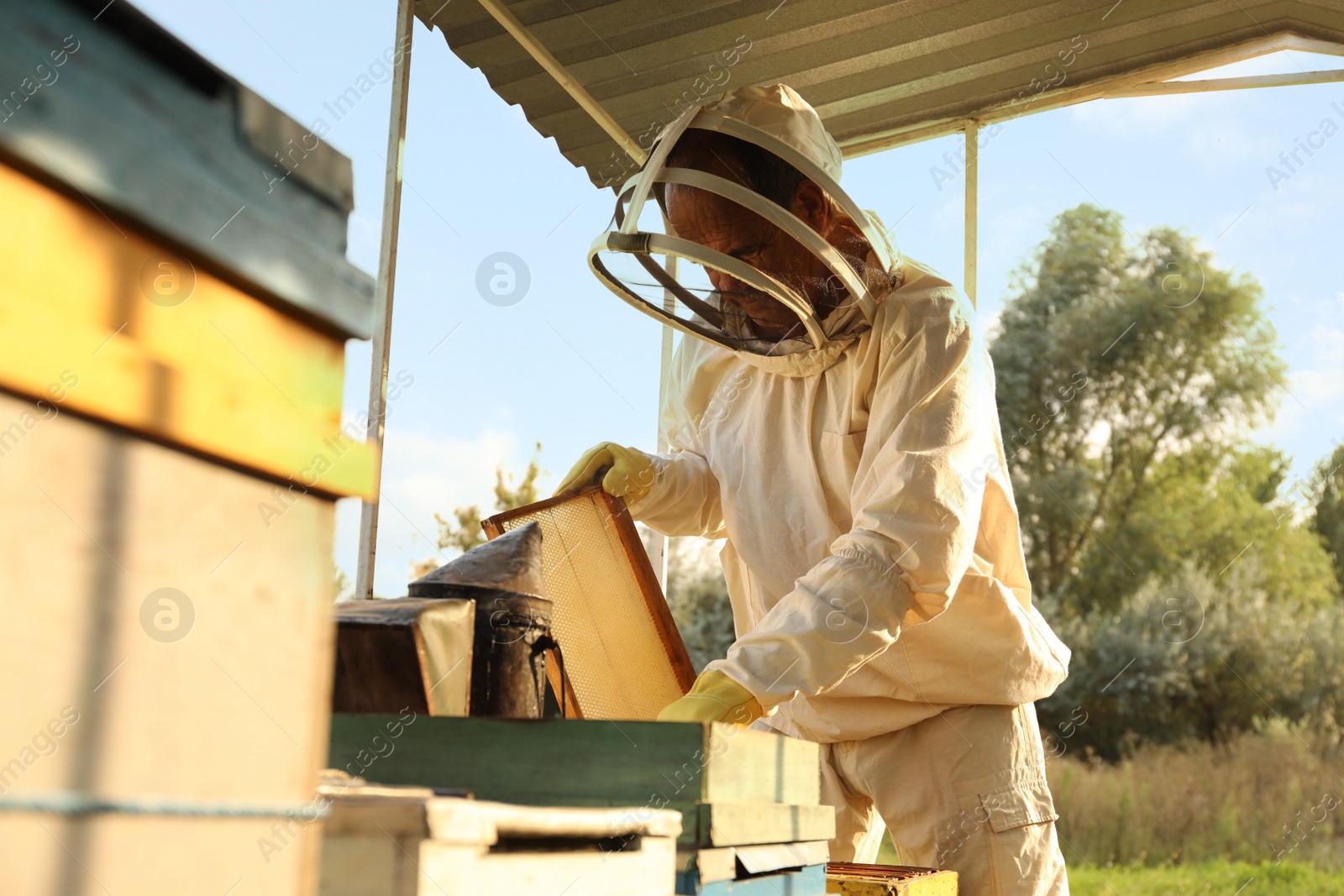 Photo of Beekeeper in uniform with honey frame at apiary