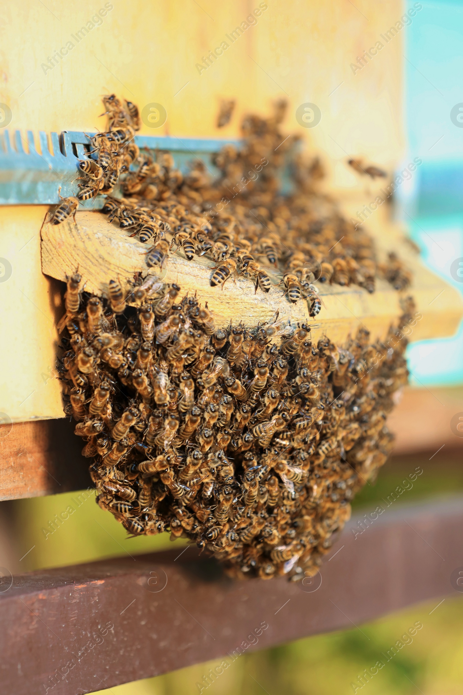 Photo of Closeup view of wooden hive with honey bees on sunny day