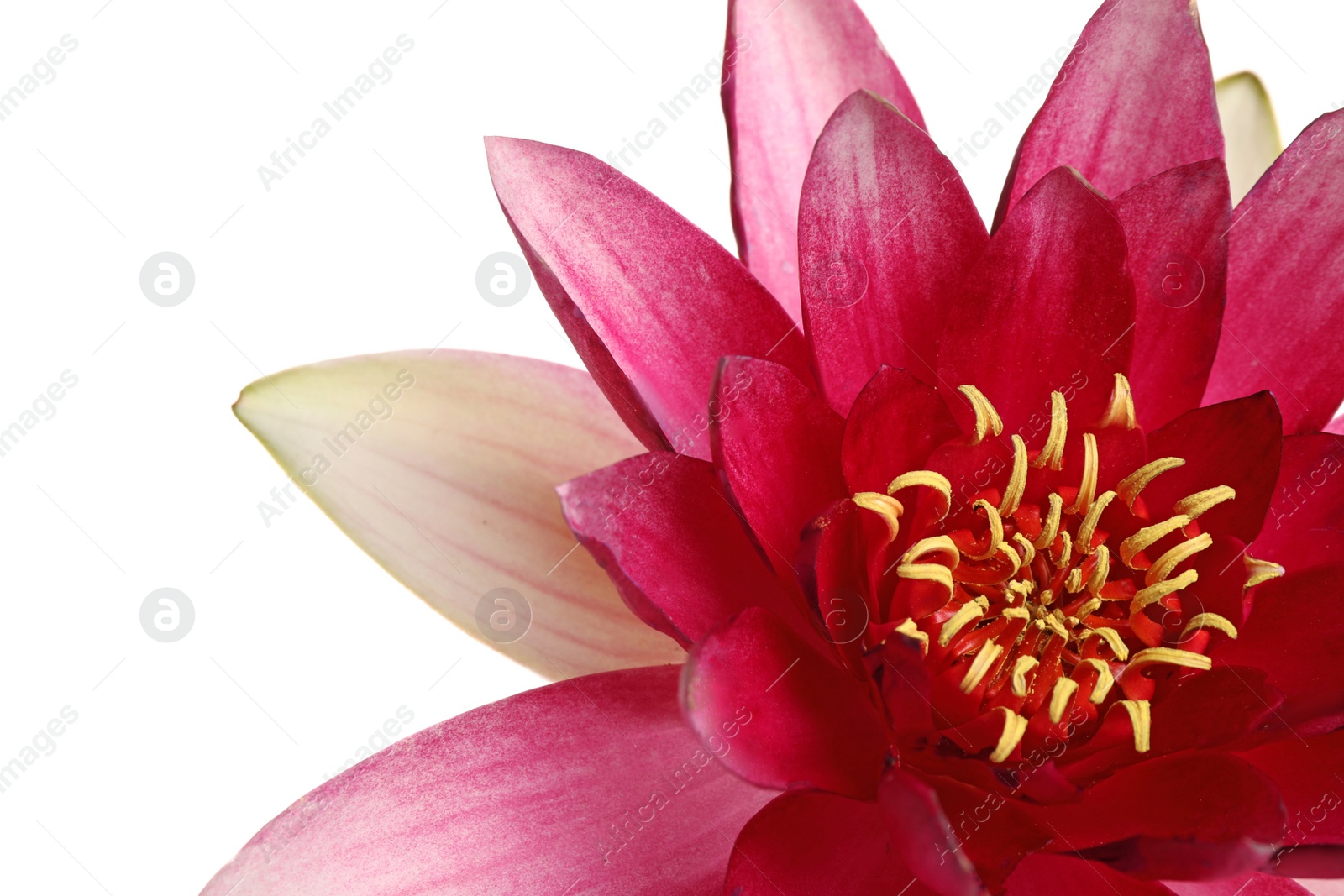 Photo of Beautiful blooming pink lotus flower on white background, closeup