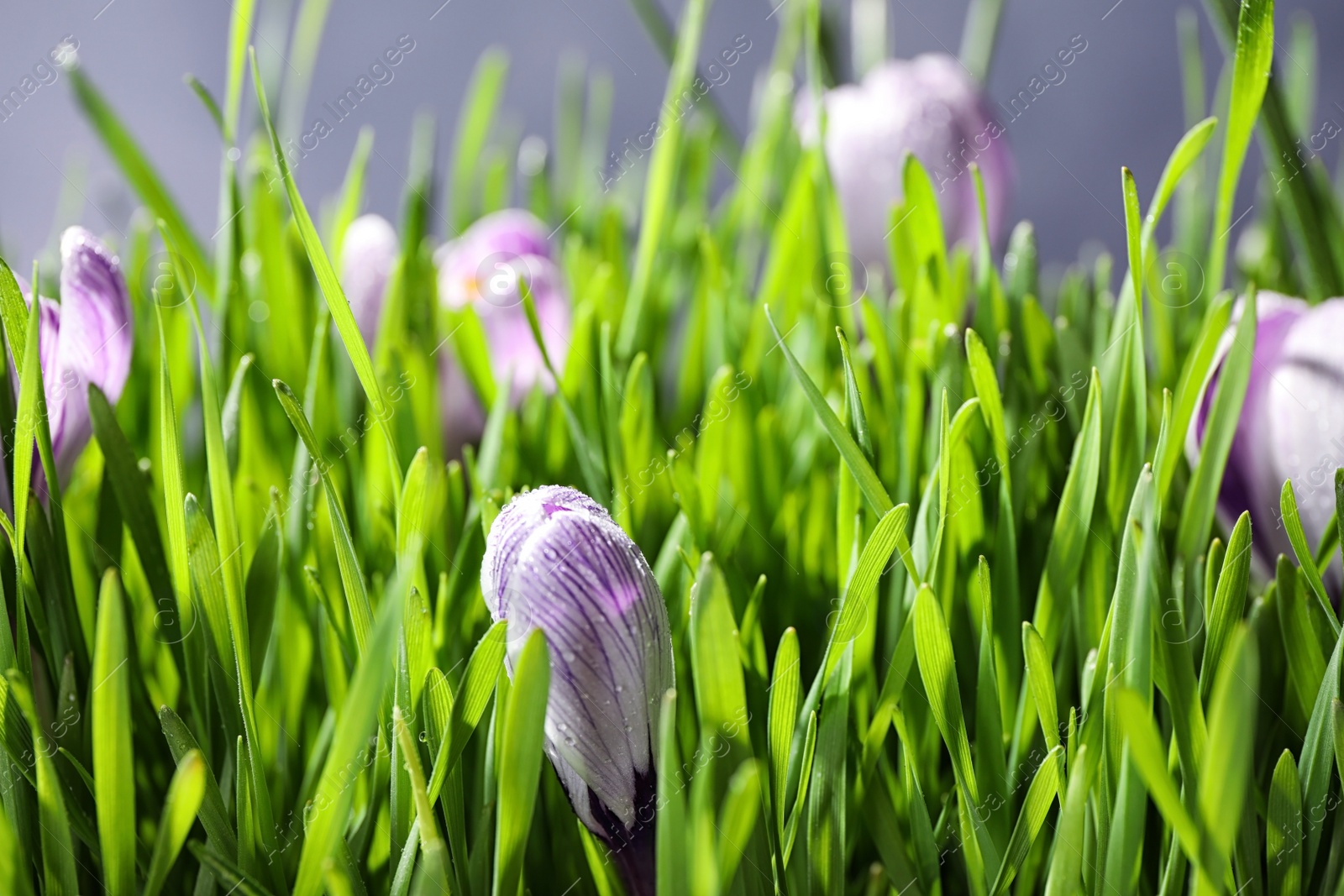 Photo of Fresh green grass and crocus flowers with dew, closeup. Spring season