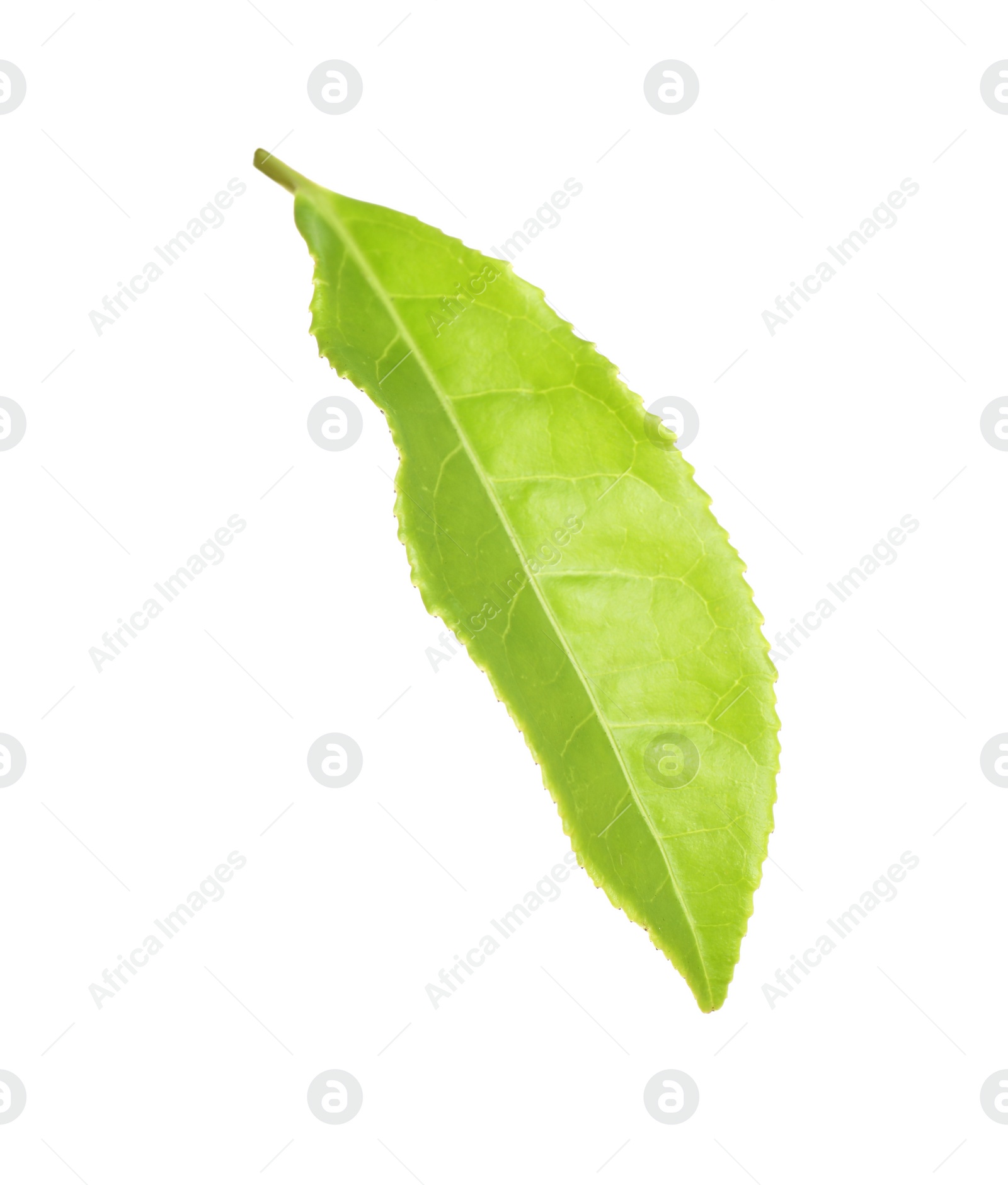 Photo of Fresh green tea leaf isolated on white