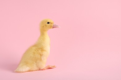 Photo of Baby animal. Cute fluffy duckling sitting on pink background, space for text