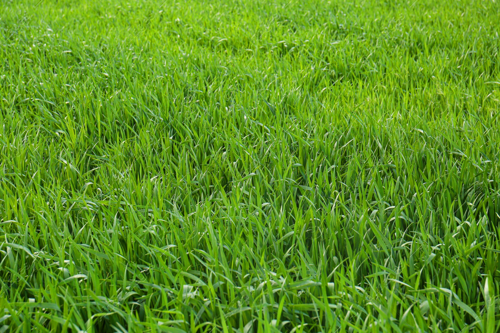 Photo of Beautiful agricultural field with ripening cereal crop