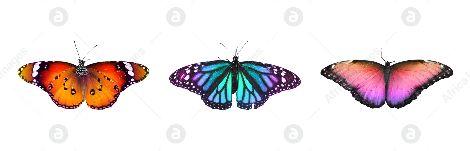 Image of Collection of amazing bright butterflies isolated on white. Banner design