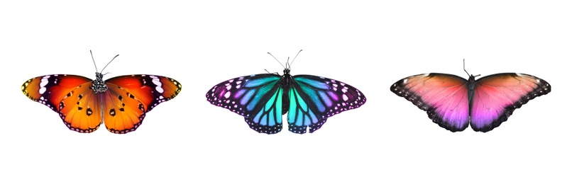 Image of Collection of amazing bright butterflies isolated on white. Banner design