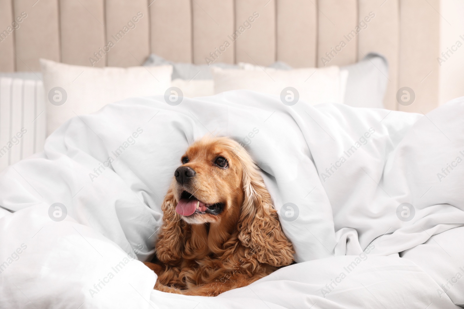 Photo of Cute English cocker spaniel covered with soft blanket on bed