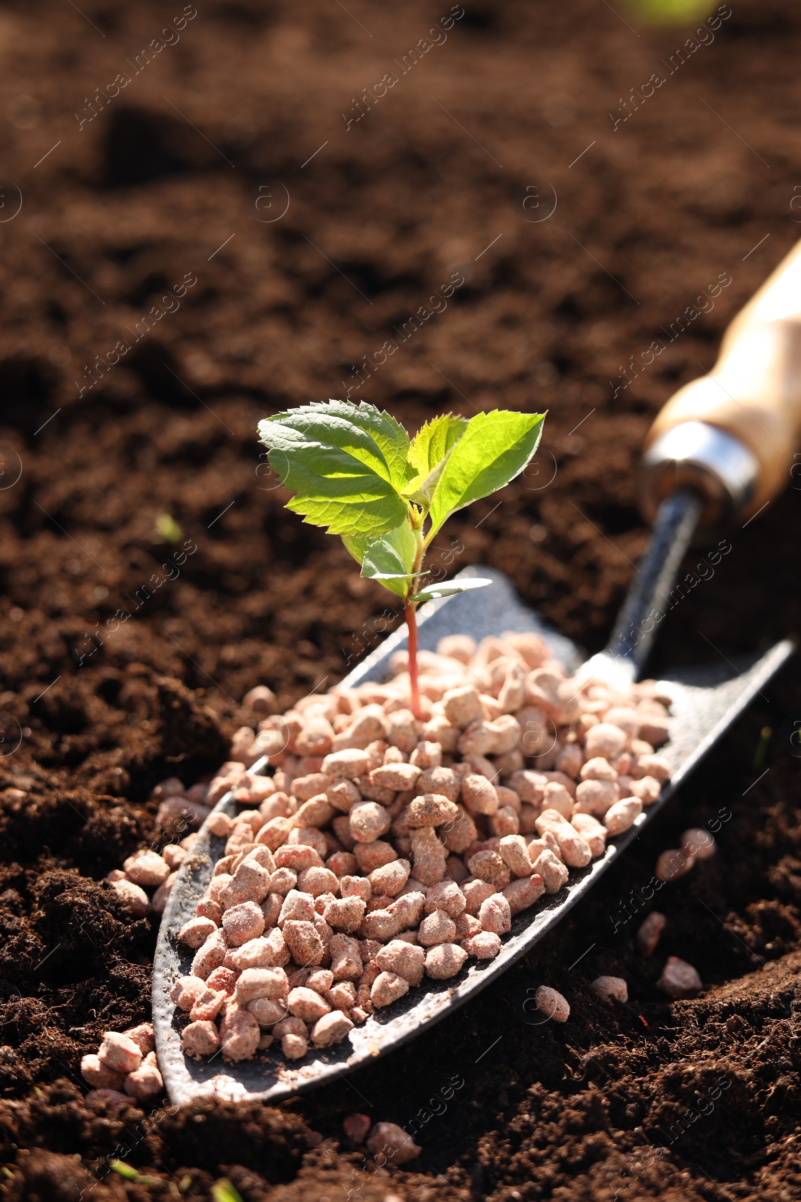 Photo of Shovel with fertilizer and seedling on soil, closeup