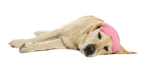 Cute Labrador Retriever with pink sleep mask resting on white background