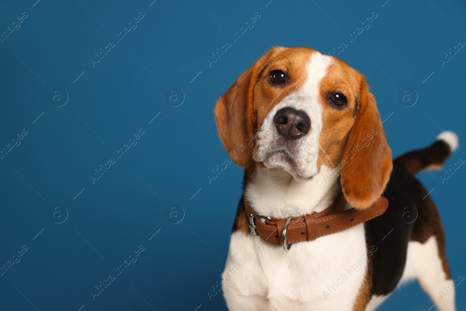 Photo of Adorable Beagle dog in stylish collar on dark blue background. Space for text