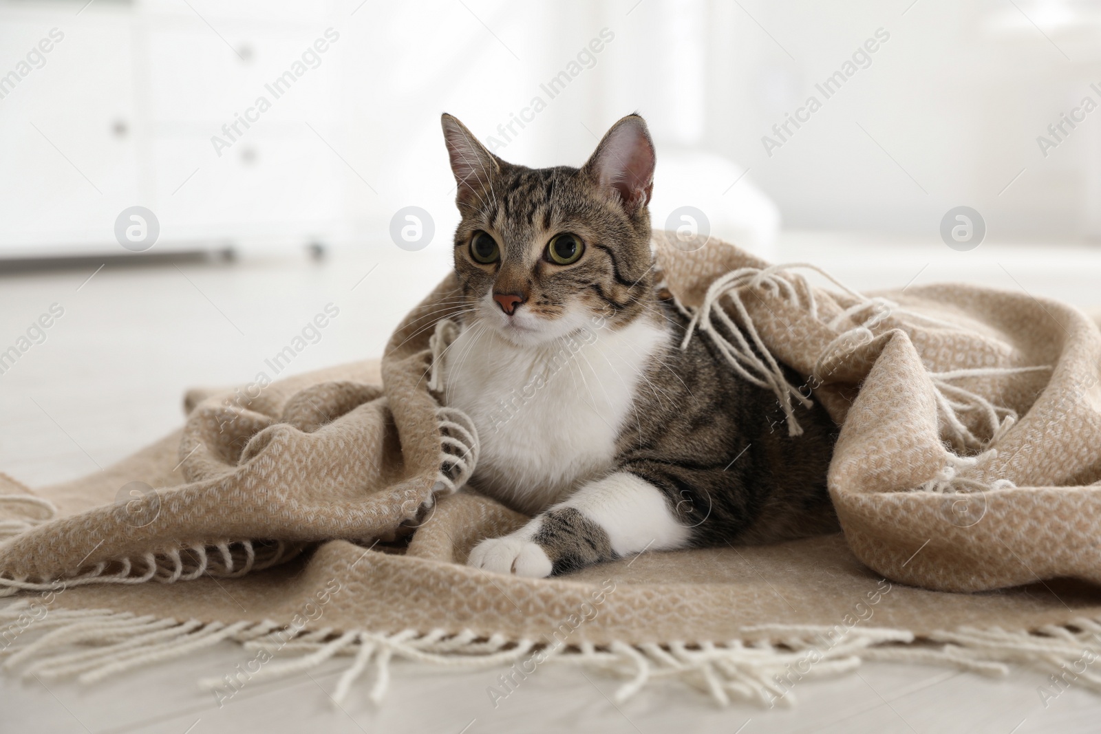 Photo of Adorable cat under plaid on floor indoors