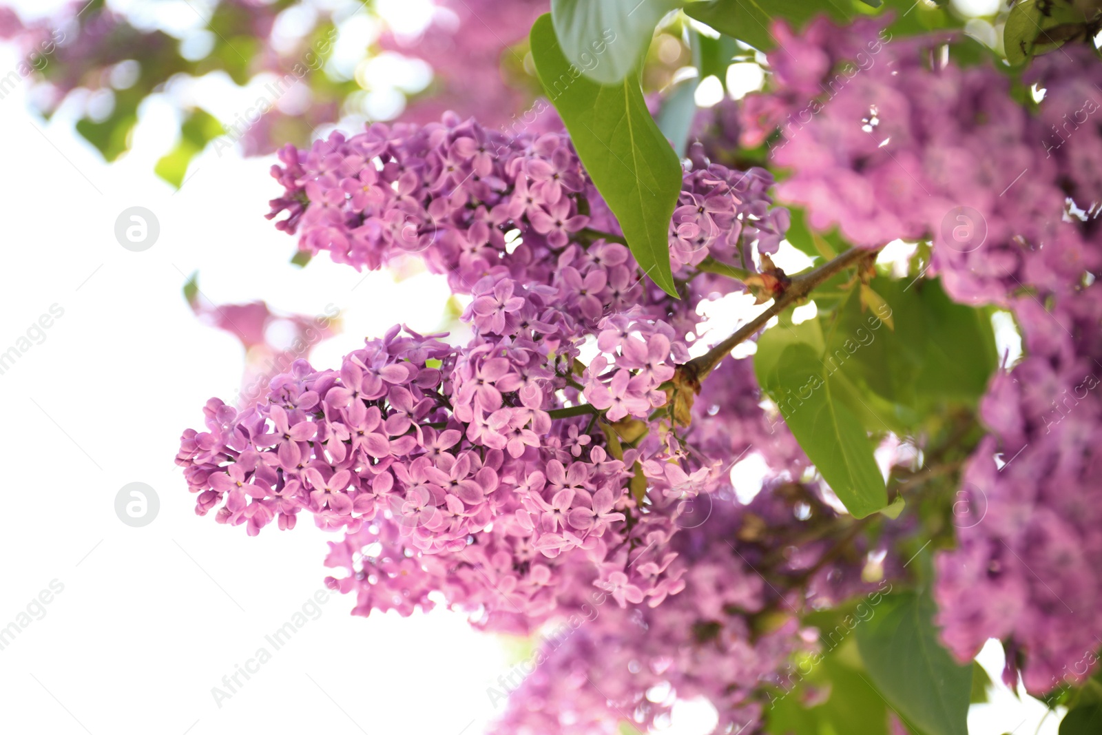 Photo of Closeup view of beautiful blossoming lilac shrub outdoors