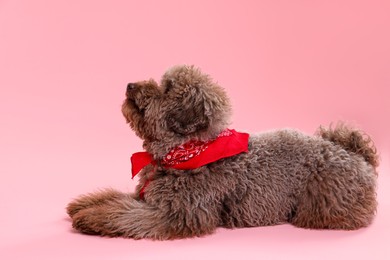 Photo of Cute Toy Poodle dog with red bandana on pink background