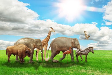 Image of Many different animals on green grass under blue sky
