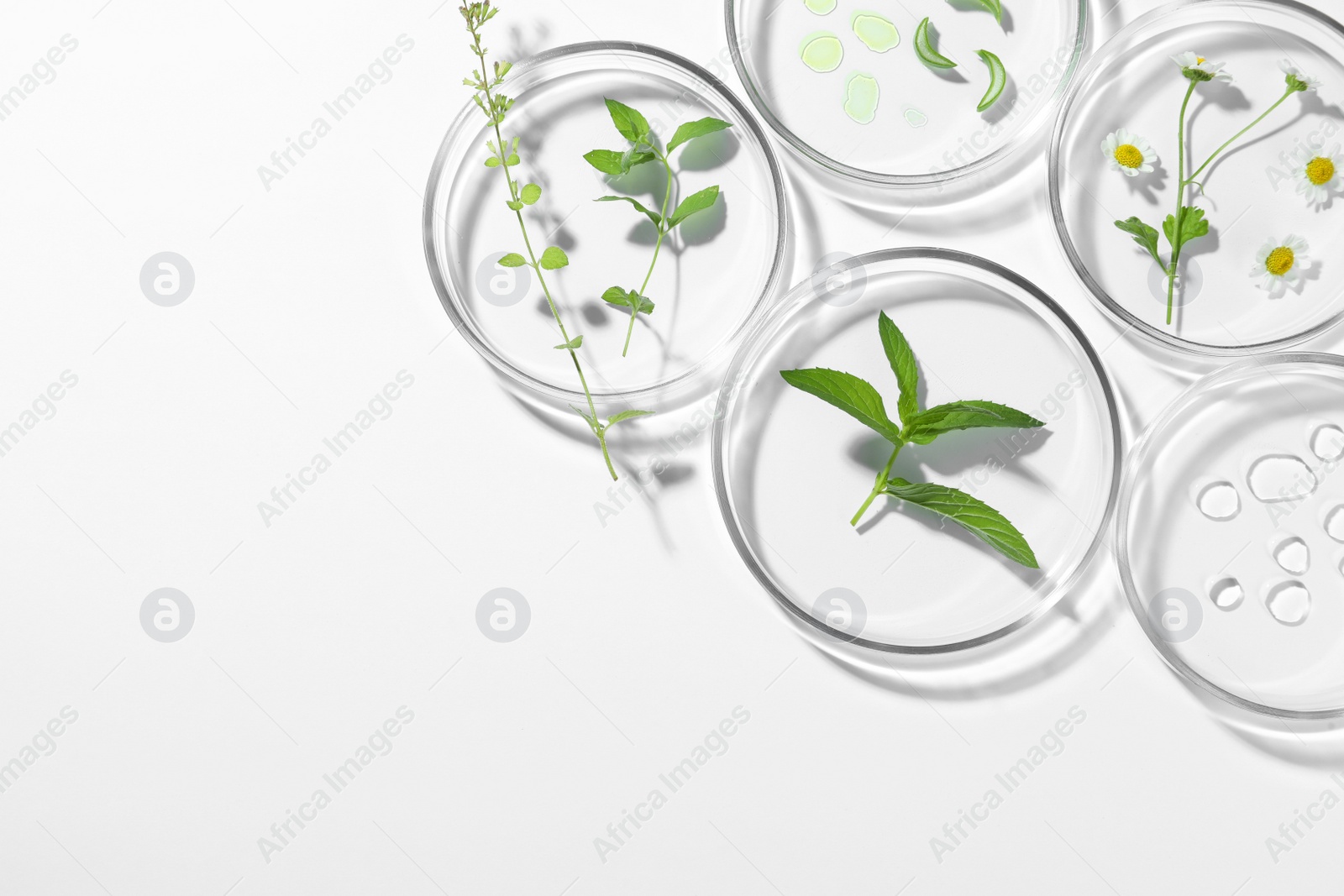 Photo of Petri dishes with different plants and cosmetic product on white background, top view. Space for text