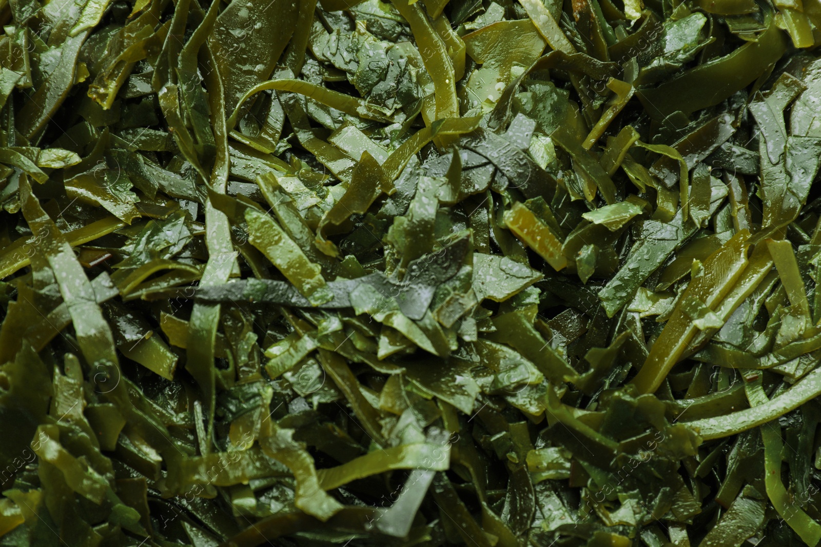 Photo of Fresh laminaria (kelp) seaweed as background, top view