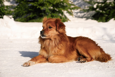 Photo of Cute dog outdoors on snowy winter day