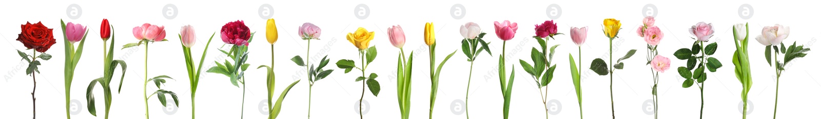 Image of Different beautiful flowers isolated on white, set