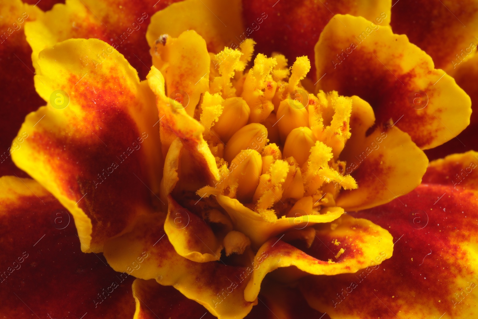 Photo of Beautiful orange Marigold flower as background, macro view