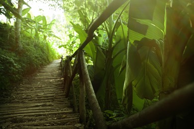 Wooden pathway and lush green plants growing outside