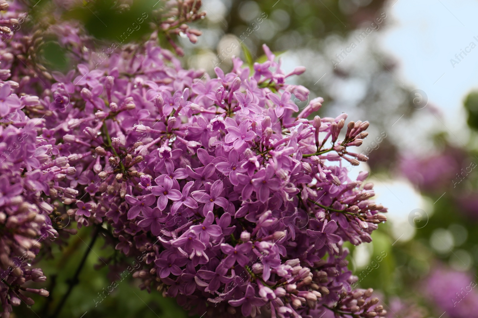 Photo of Beautiful blossoming lilac with water drops on blurred background, closeup