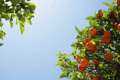 Bright green orange trees with fruits against blue sky on sunny day, view from below