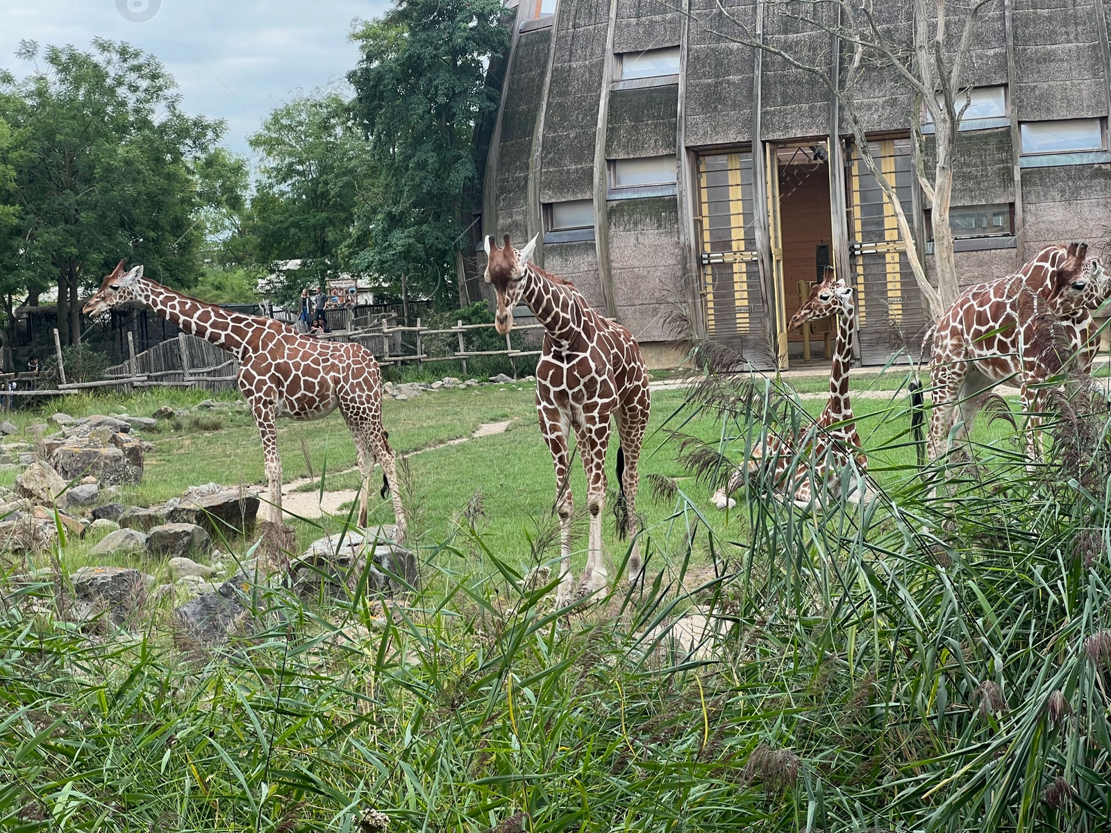 Photo of Rotterdam, Netherlands - August 27, 2022: Group of beautiful giraffes in zoo enclosure