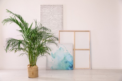 Indoor palm tree and paintings for interior design on floor in room. Trendy plants for home