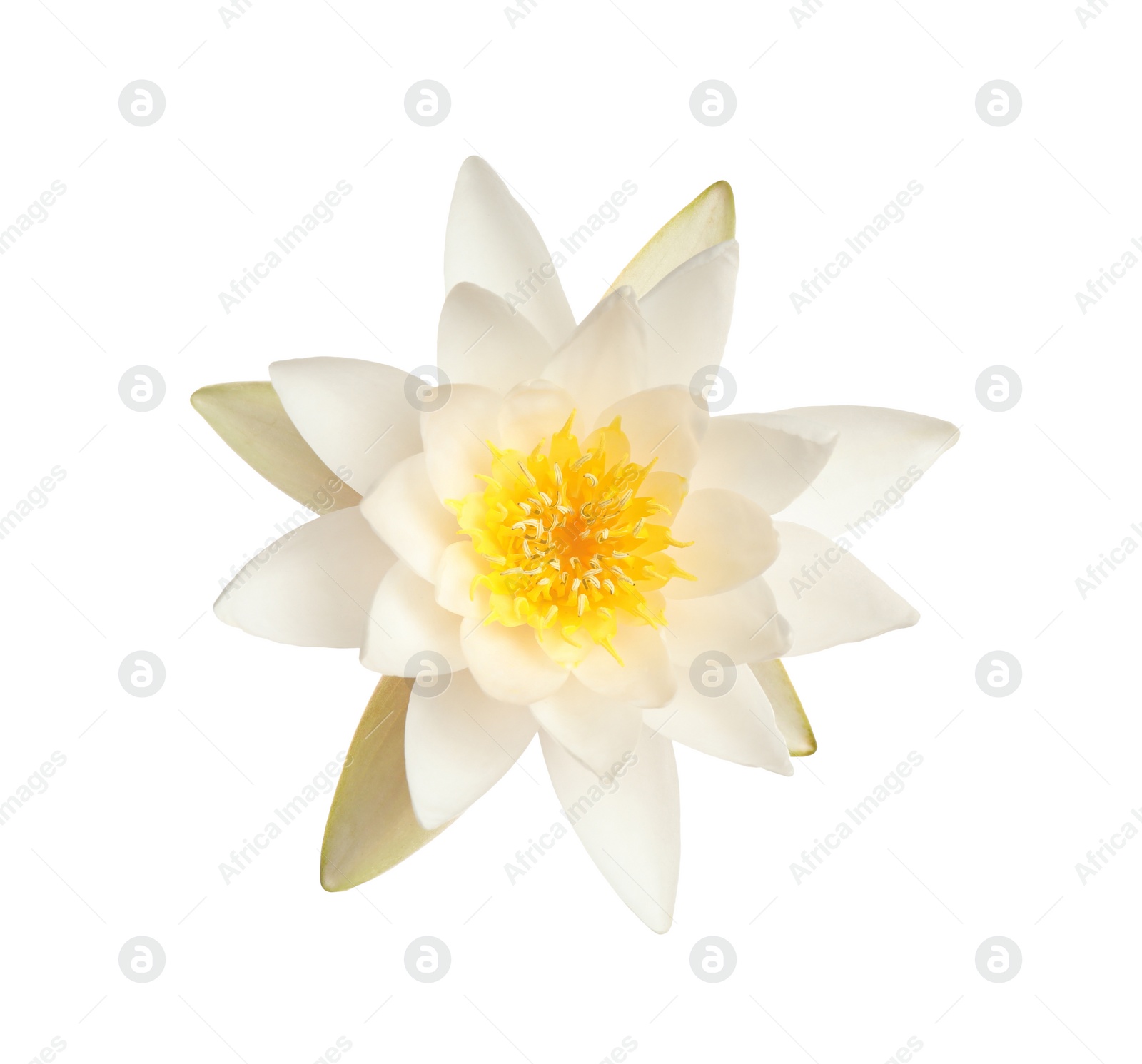 Photo of Beautiful blooming lotus flower isolated on white