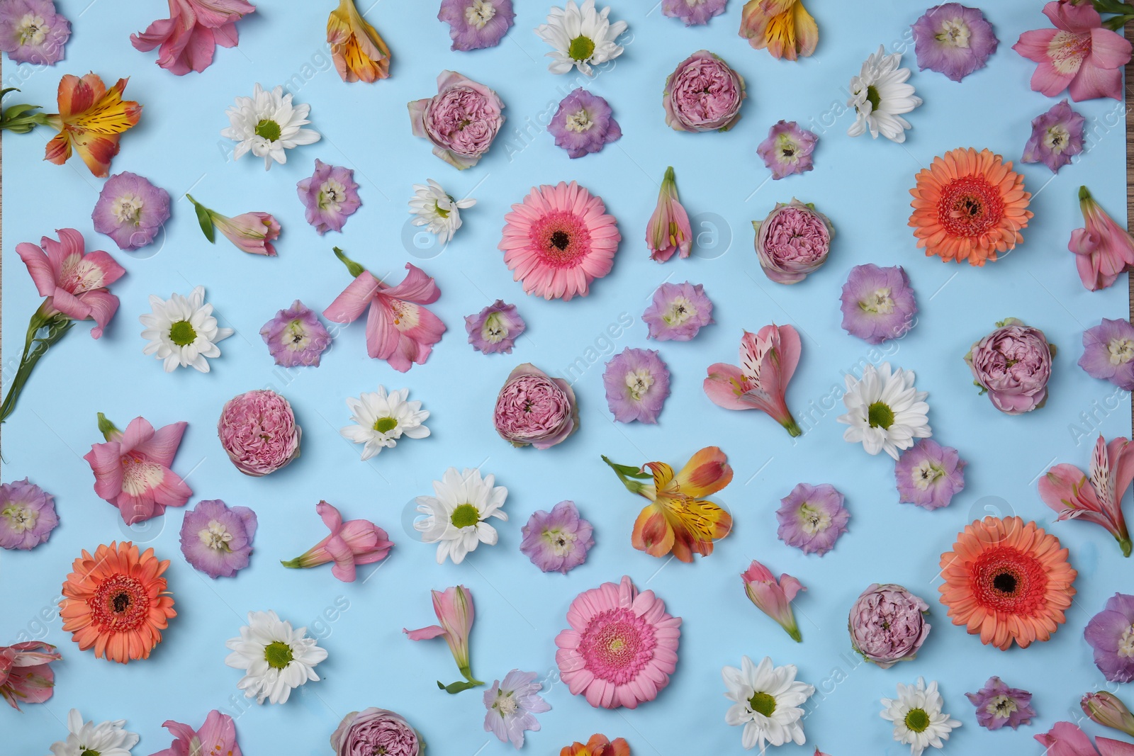 Photo of Flat lay composition with different beautiful flowers on light blue background