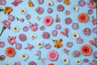 Photo of Flat lay composition with different beautiful flowers on light blue background