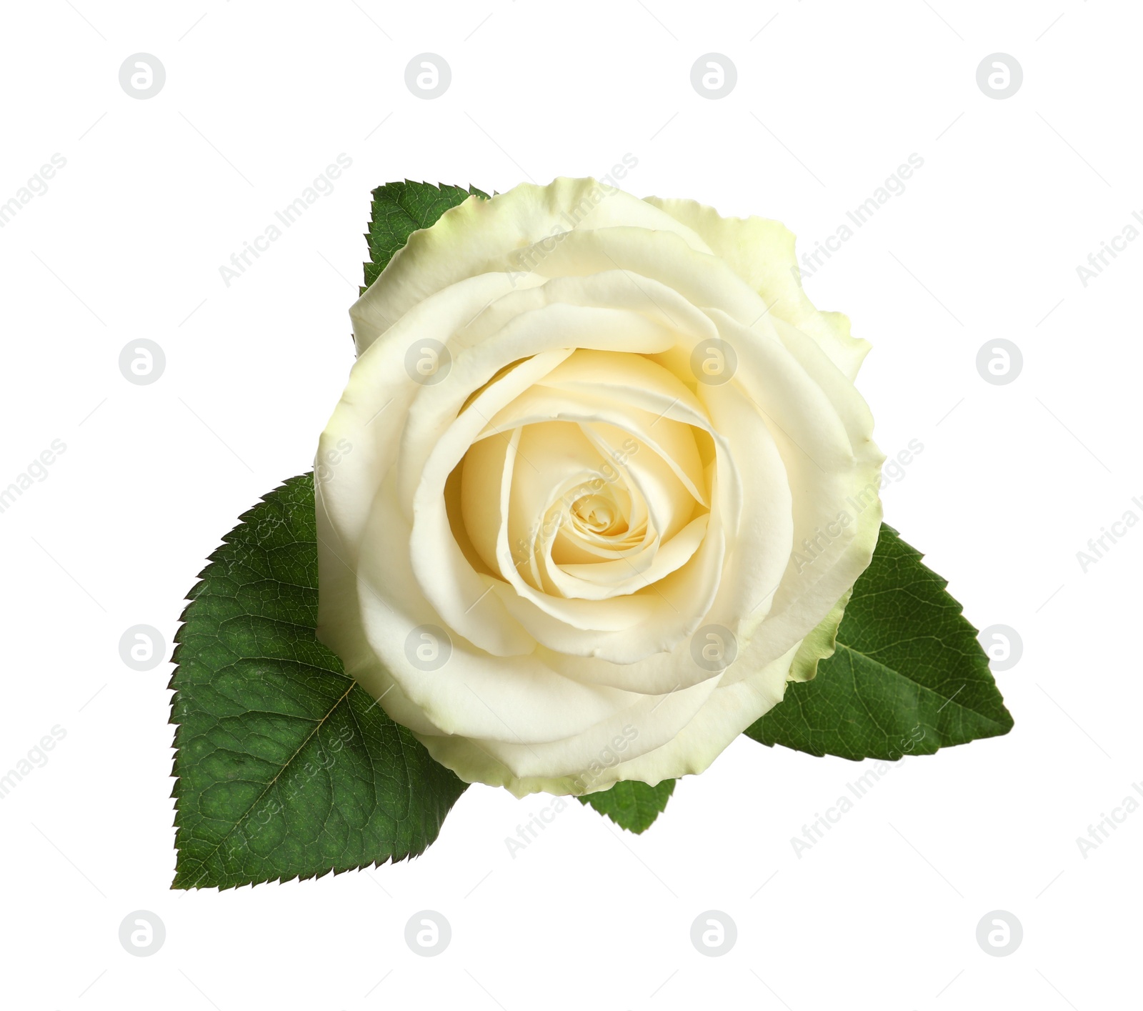 Photo of Beautiful blooming rose on white background, top view