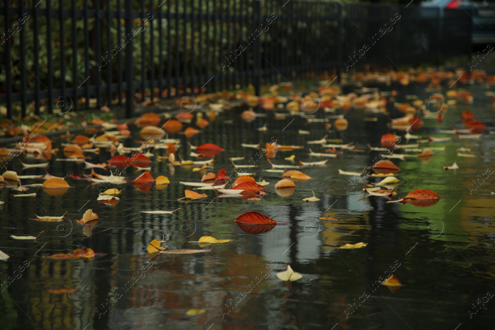 Photo of Fallen leaves on wet pavement on city street after rain