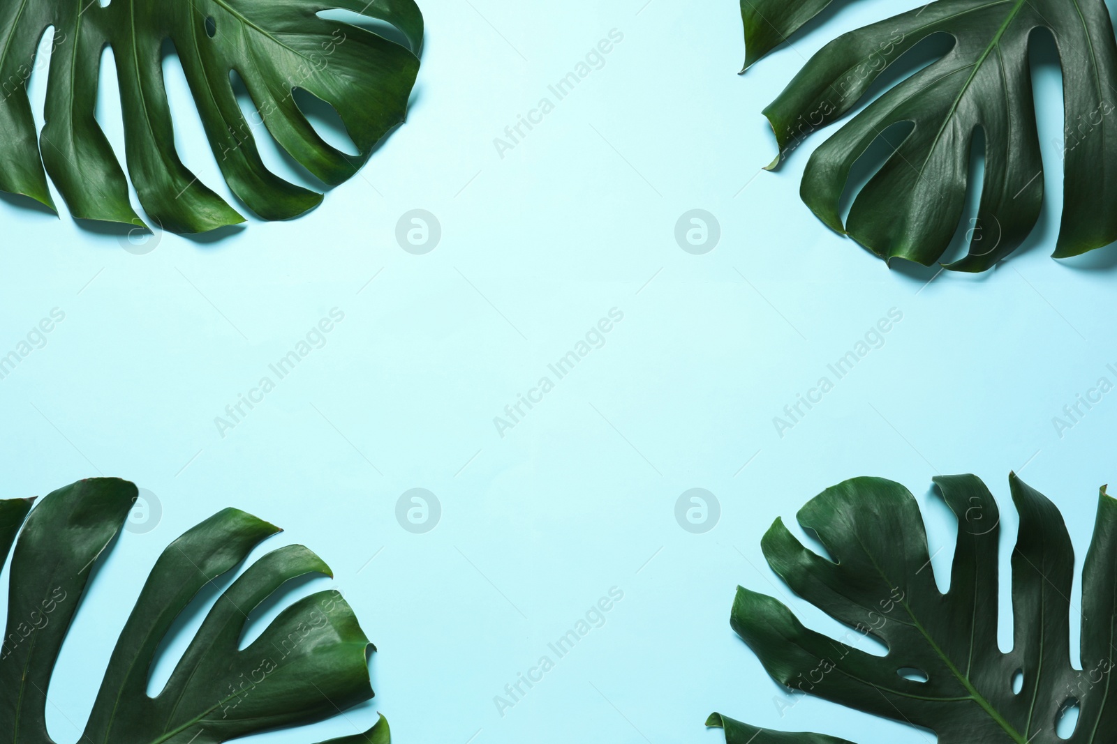 Photo of Green fresh monstera leaves on color background, flat lay with space for text. Tropical plant