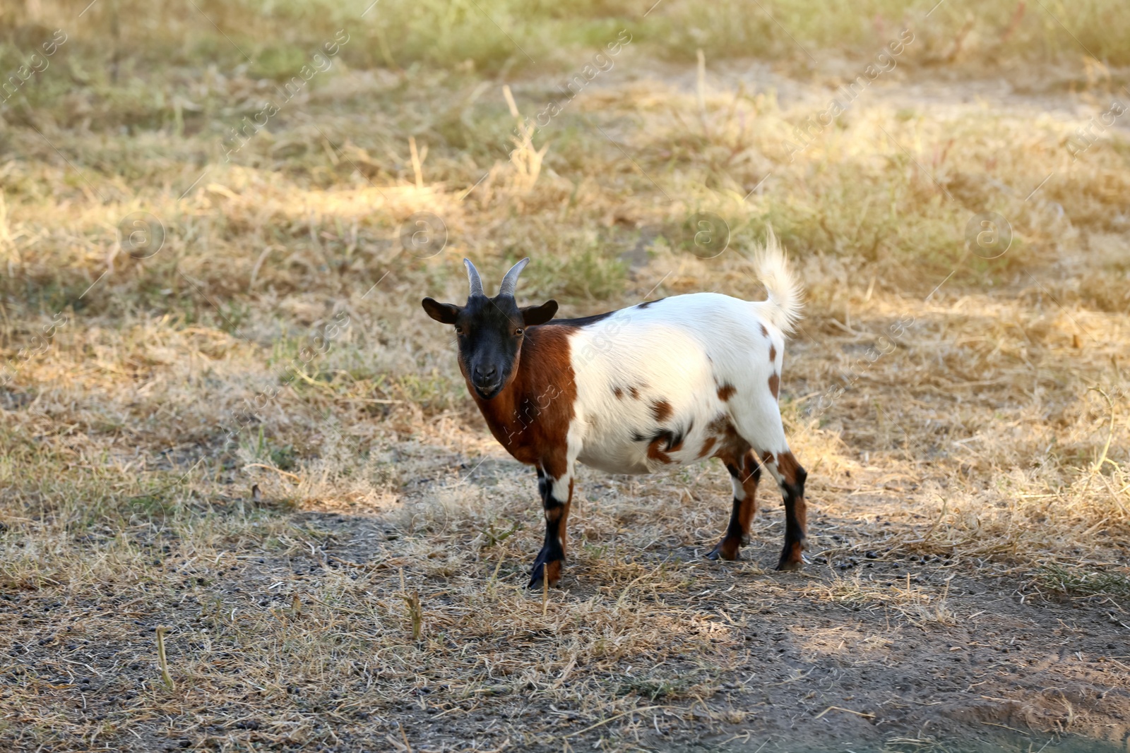 Photo of Cute small goat in nature reserve on sunny day