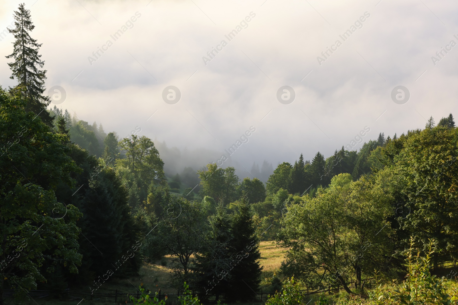 Photo of Picturesque view foggy forest in mountains on morning