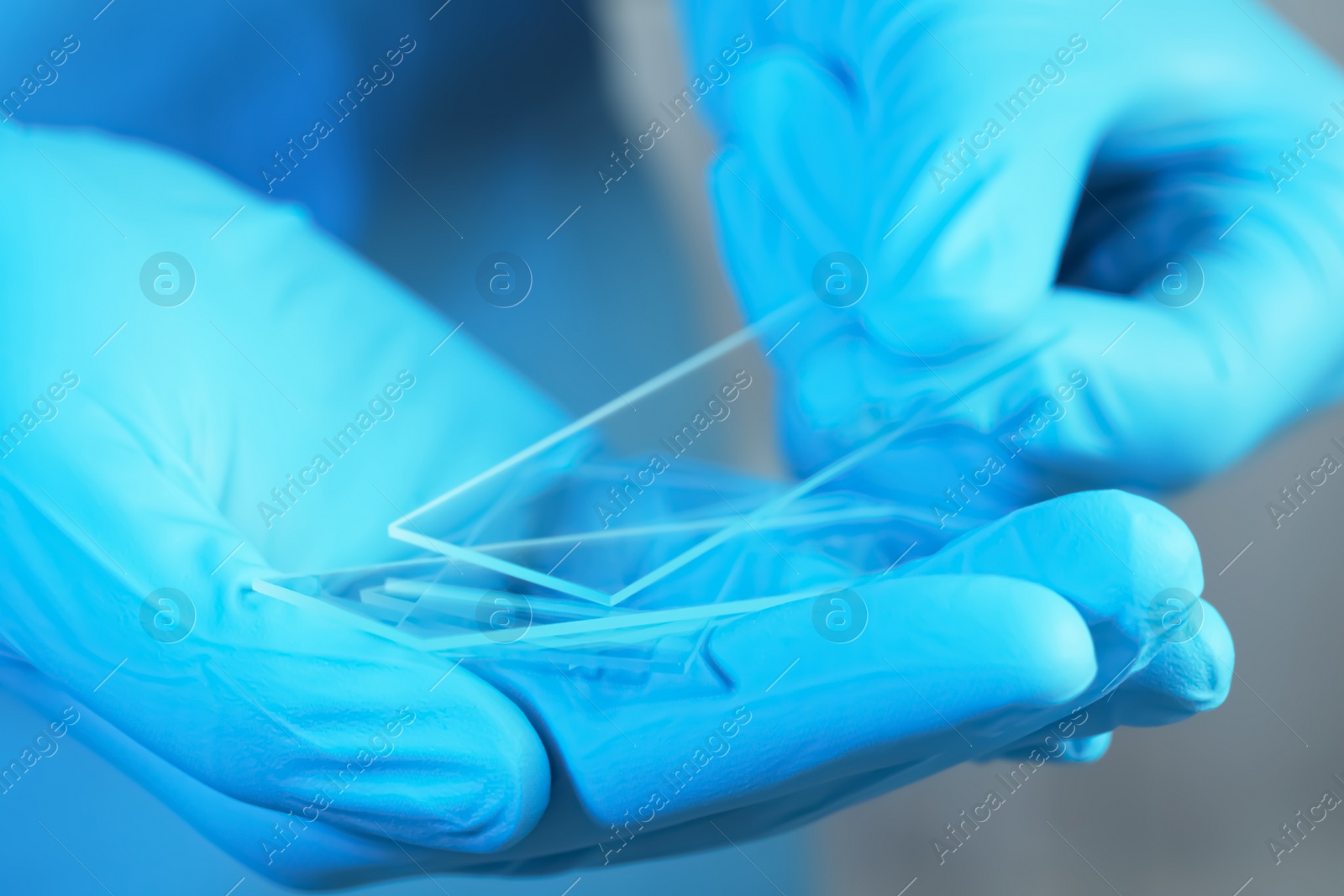 Photo of Scientist in gloves holding many microscope slides, closeup