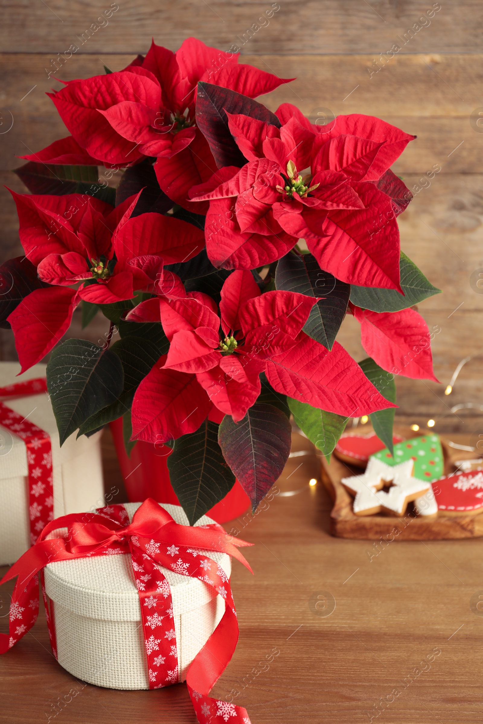 Photo of Poinsettia (traditional Christmas flower), gift boxes and cookies on wooden table