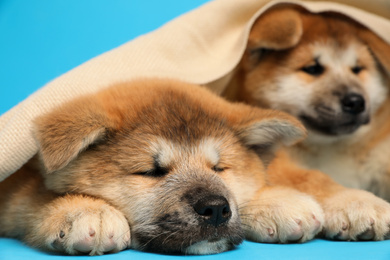 Photo of Cute Akita Inu puppies covered with plaid on light blue background. Baby animals