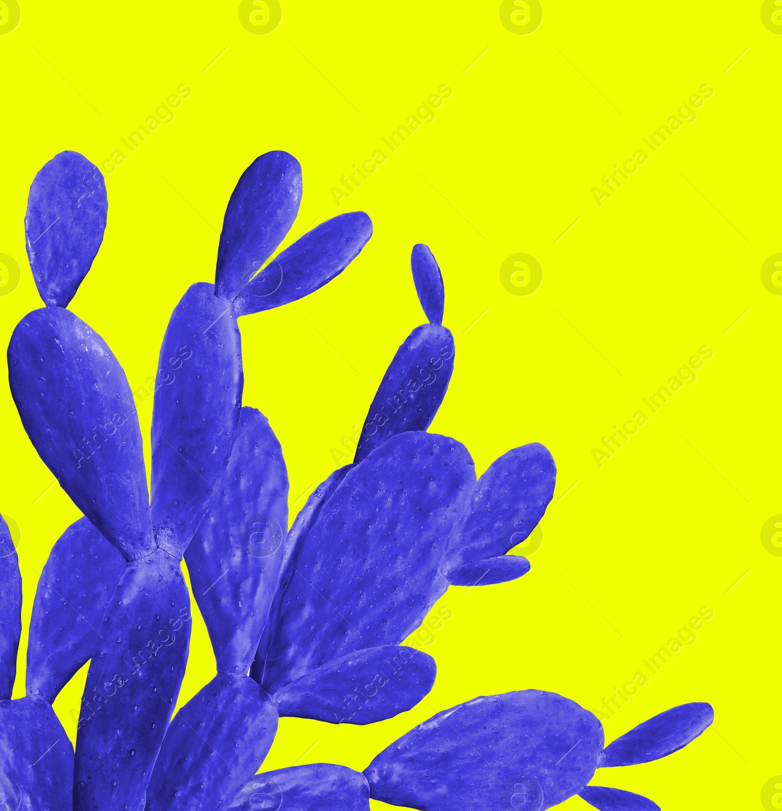 Image of Beautiful blue cactus plant on yellow background