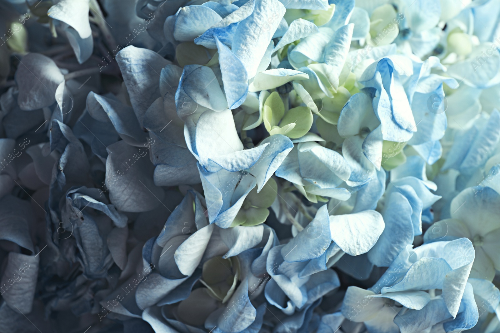 Photo of Beautiful fresh hydrangea flowers as background, closeup. Floral decor
