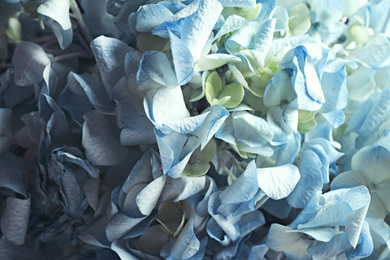 Beautiful fresh hydrangea flowers as background, closeup. Floral decor