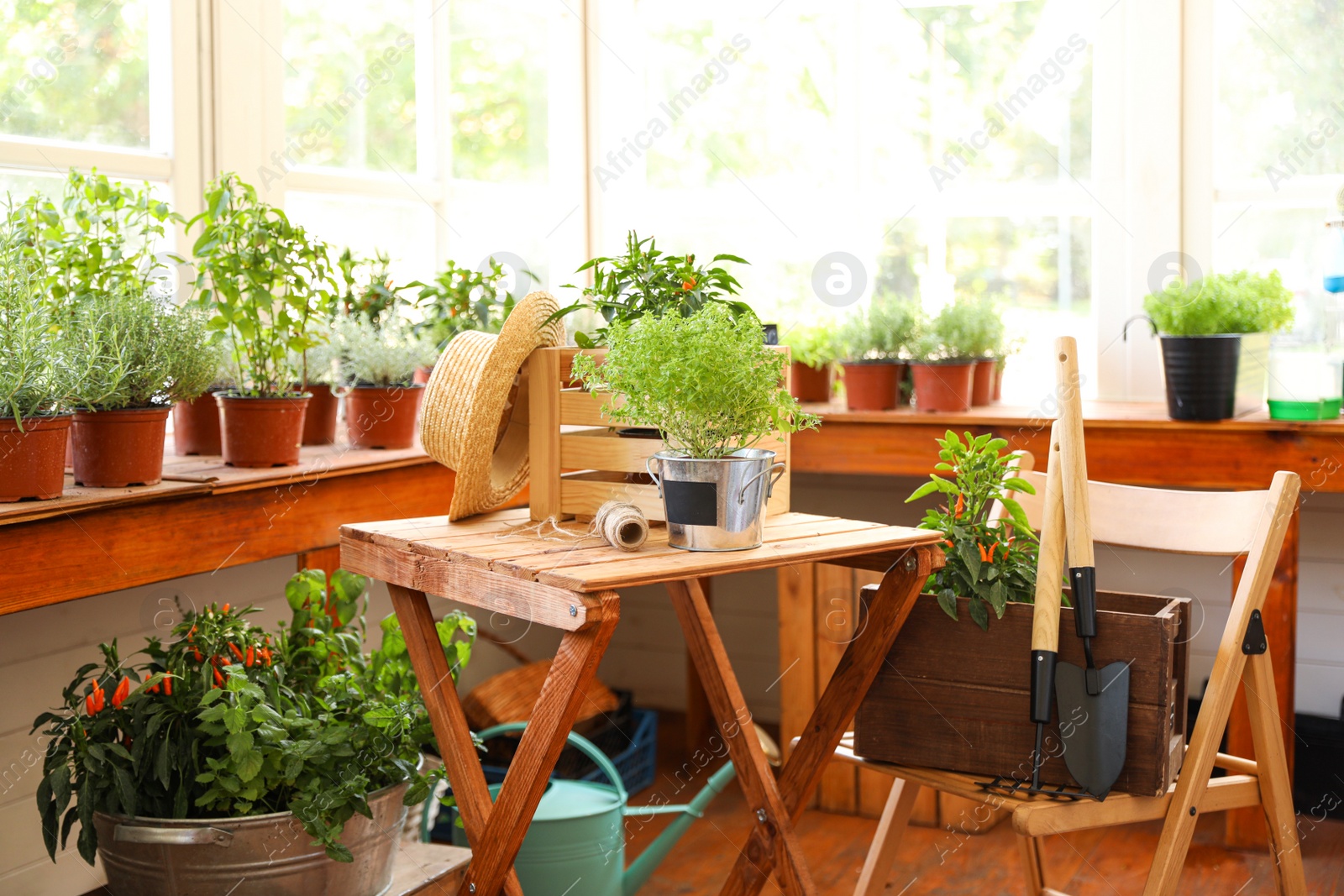 Photo of Seedlings with gardening tools on wooden table and chair in shop