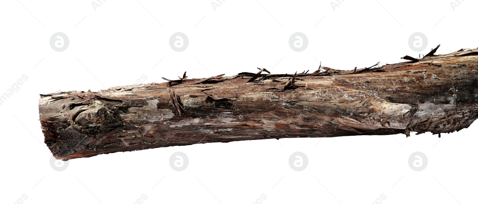 Photo of Old dry tree branch isolated on white