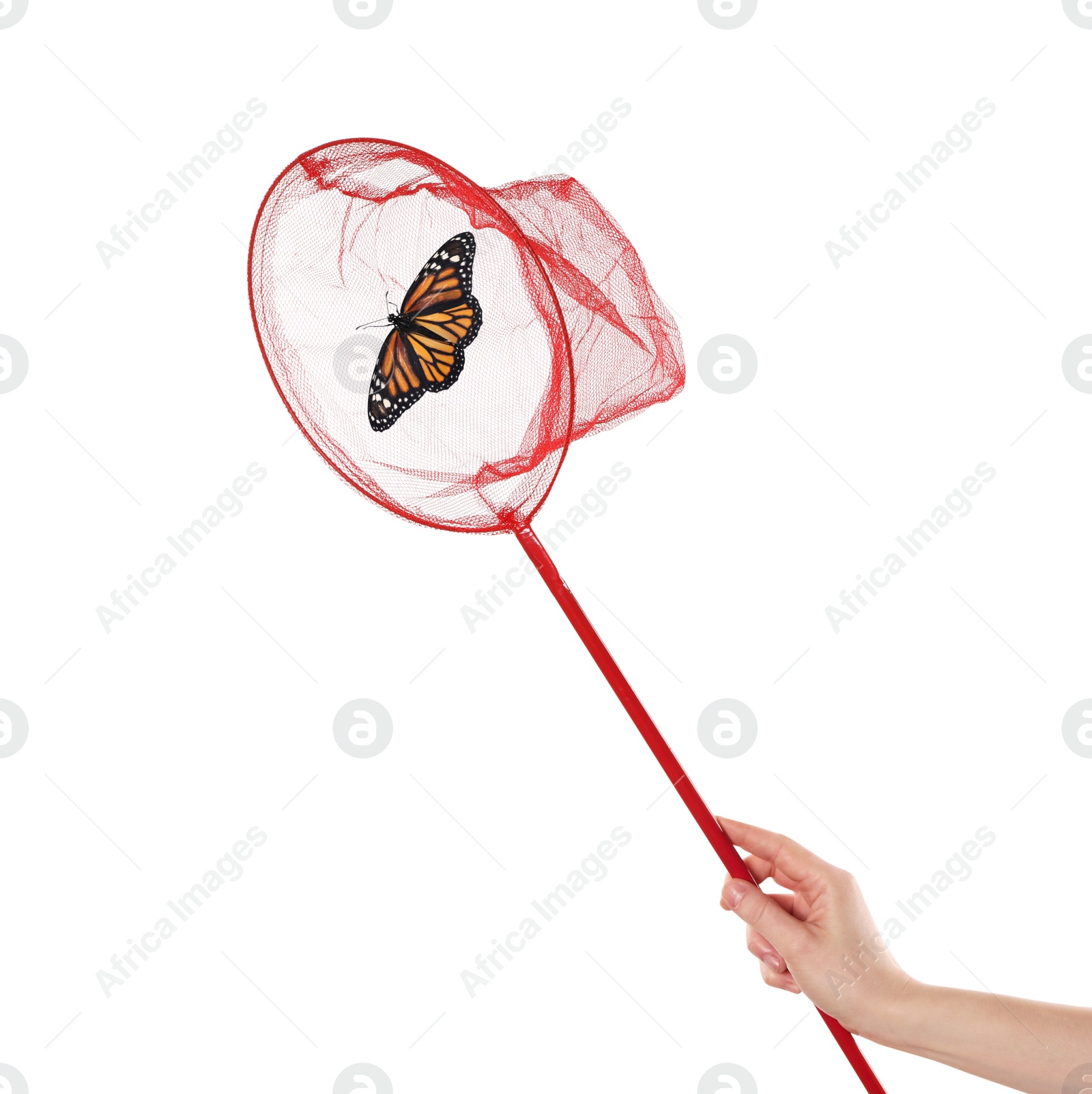 Image of Woman catching butterfly with net on white background, closeup